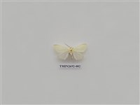 藏品(尺蛾237)的圖片